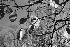 Dry leaves