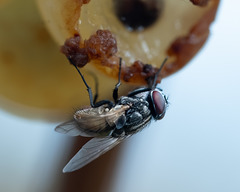 miam ! Qu'est-ce que c'est bon le raisin miam ! Qu'est-ce que c'est bon le raisin