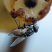 miam ! Qu'est-ce que c'est bon le raisin