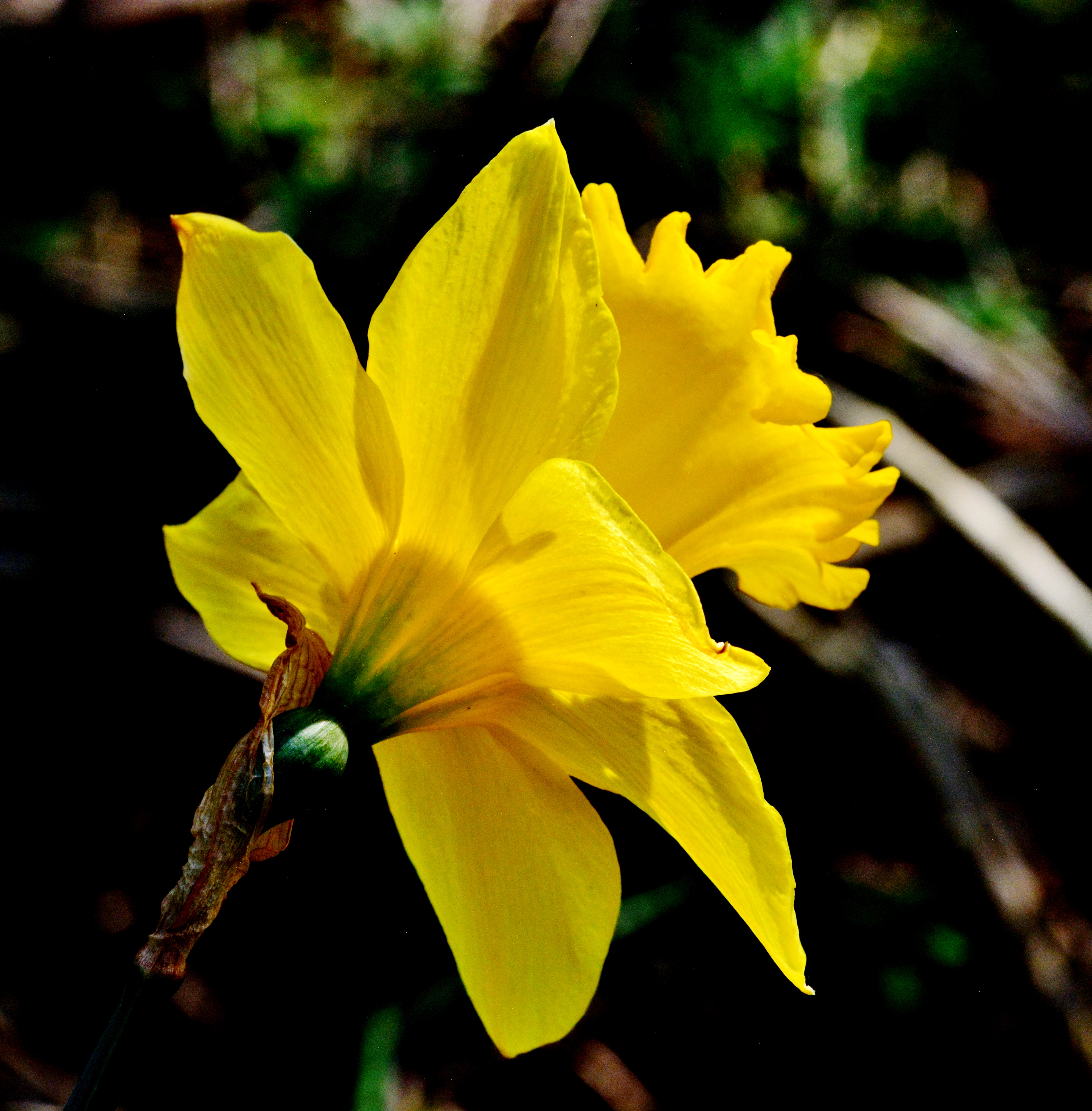 Spring Daffodil