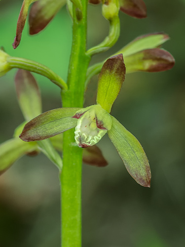 Aplectrum hyemle (Puttyroot orchid)