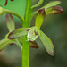 Aplectrum hyemle (Puttyroot orchid)