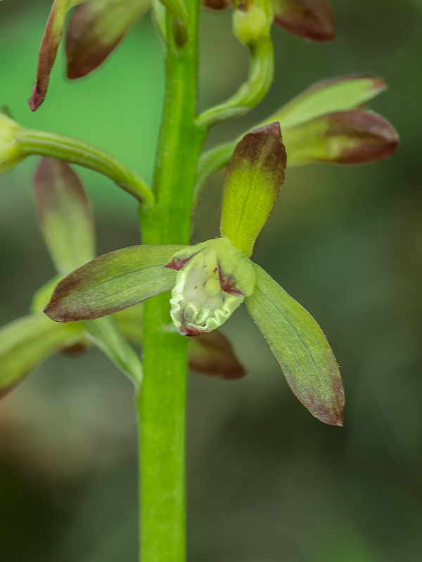 Aplectrum hyemle (Puttyroot orchid)