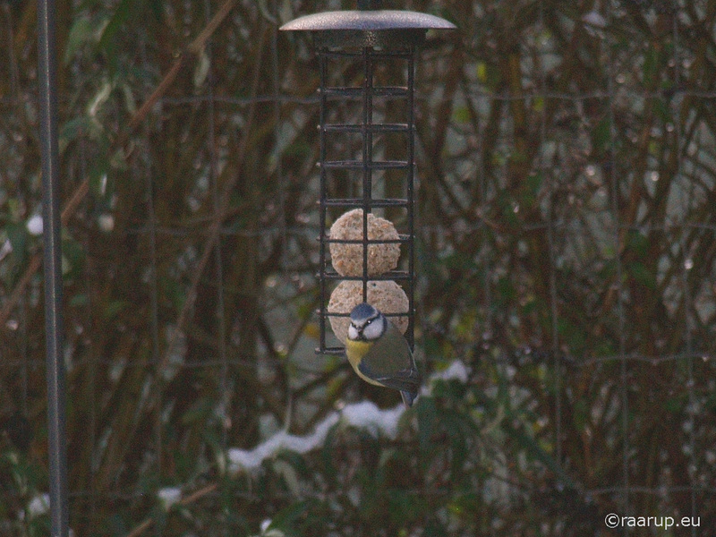 Blue tit on the feeder