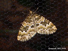 1773 Electrophaes corylata (Broken-barred Carpet)