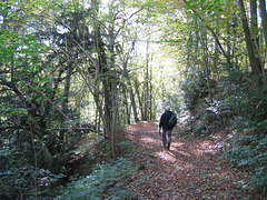 Seckley Wood