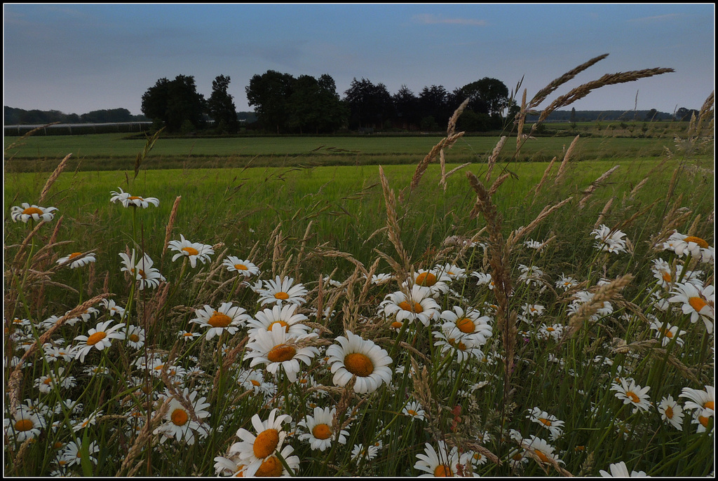 The Field