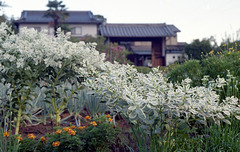 Ghostweed in the front yard