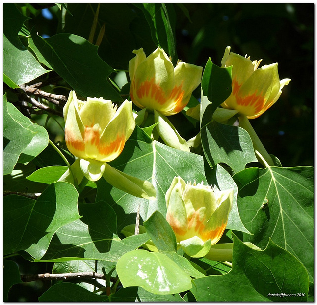 Gap Biella- Parco della Burcina - Liliodendron tulipifera (tulip tree) albero dei tulipani