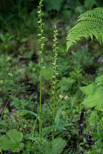 Platanthera stricta (Slender Bog orchid)