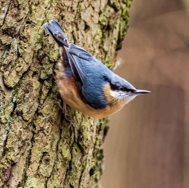 Nuthatch34