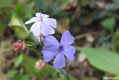 20191220-2478 Eranthemum roseum (Vahl) R.Br.