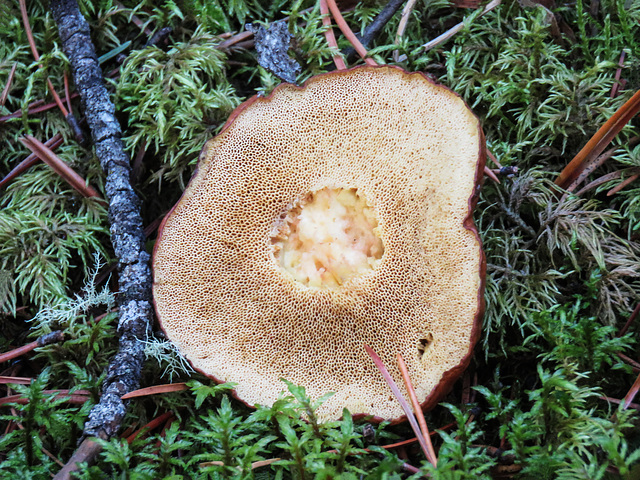 Mushroom cap - pores, not gills