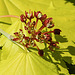 20230513 0114CPw [D~LIP] Gold-Ahorn (Acer shiras 'Aureum'), Bad Salzuflen