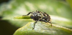 Der Stolperkäfer (Valgus hemipterus) ist mit vor die Linse gestolpert,hahaha :))  The stumbling beetle (Valgus hemipterus) stumbled in front of the lens, hahaha :))  Le coléoptère trébuchant (Valgus hemipterus) a trébuché devant l'objectif, hah