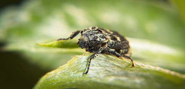 Der Stolperkäfer (Valgus hemipterus) ist mit vor die Linse gestolpert,hahaha :))  The stumbling beetle (Valgus hemipterus) stumbled in front of the lens, hahaha :))  Le coléoptère trébuchant (Valgus h