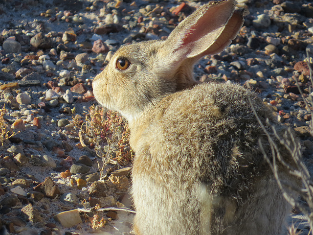 Cottontail