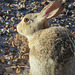 Cottontail