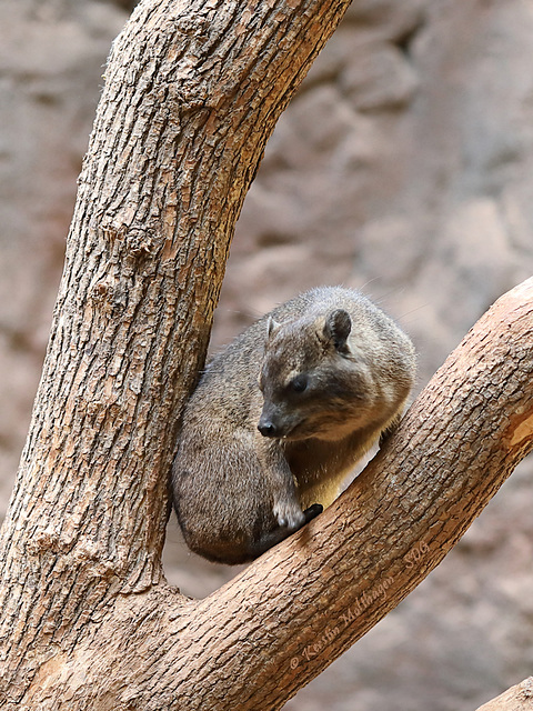 Schliefer auf dem Baum (Tropenaquarium Hagenbeck)