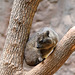 Schliefer auf dem Baum (Tropenaquarium Hagenbeck)