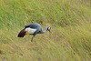 Zimbabwe, Crowned Crane in Tall Grass in Hwange National Park