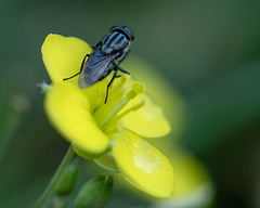 Je suis une mouche Je suis une mouche