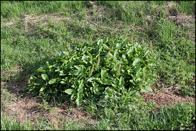 Chenopodium bonus -henricus (2)