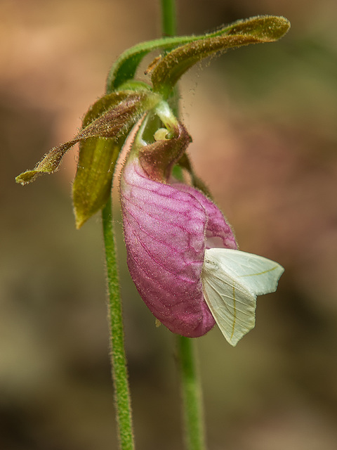 Cypripedium acaule (Pink Lady's-slipper orchid) with Tetracis cachexiata (White Slant-line moth)