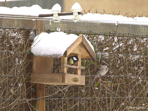 Great tit and house sparrow go to the restaurant together