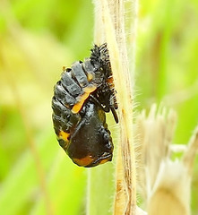 Ladybird Pupa