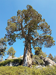 Sierra Juniper