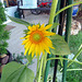 Our first sunflower opened this morning.