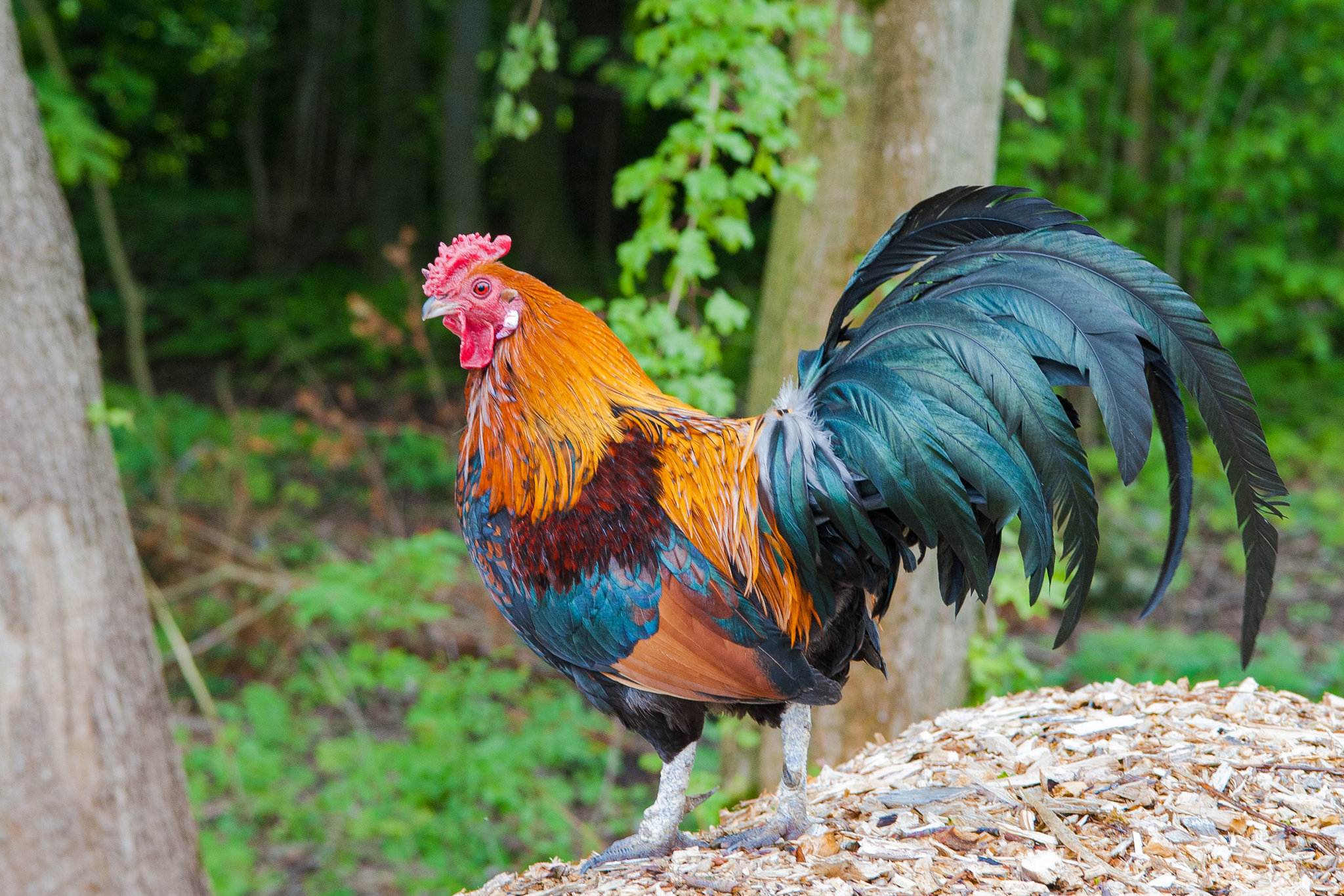Natural Alarm Clock