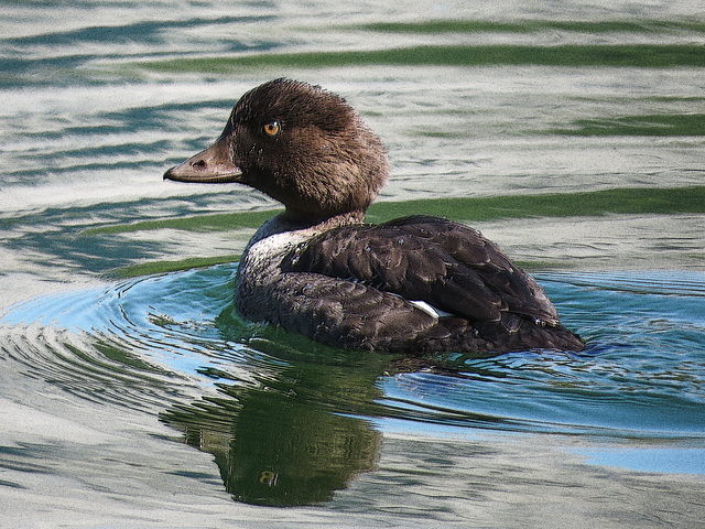 Common Goldeneye