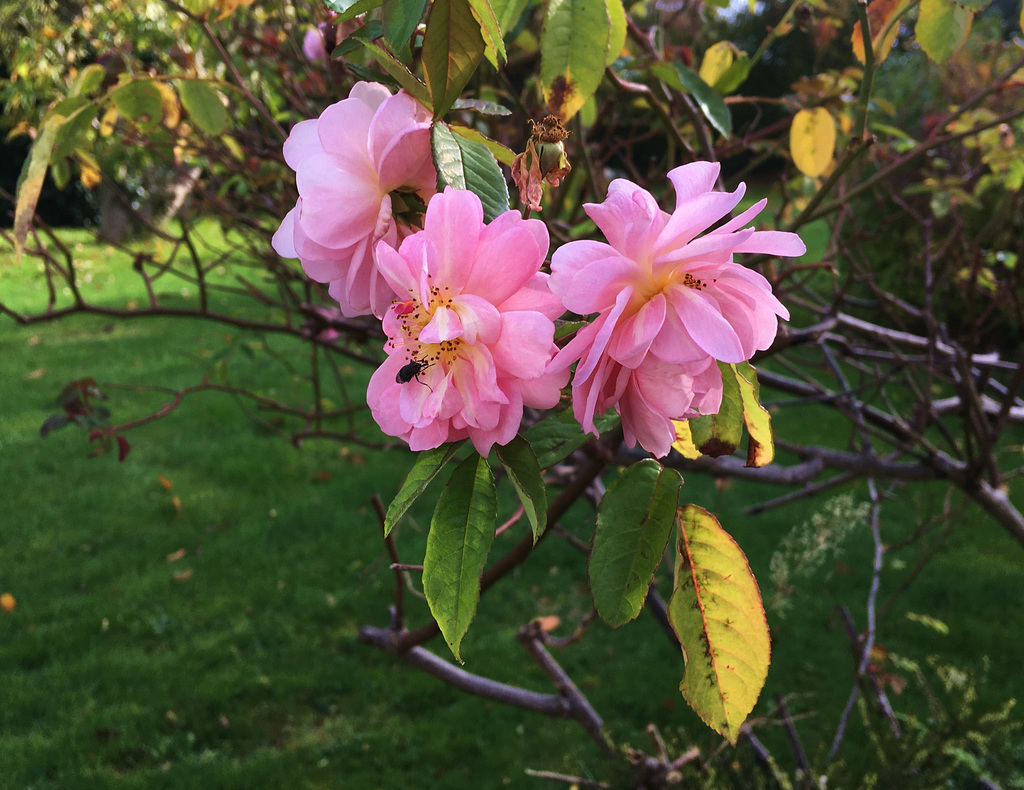 Roses du 28 octobre