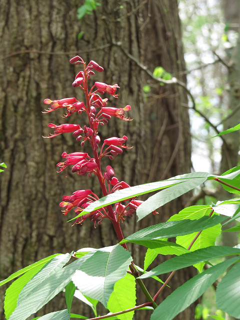 Red buckeye (Aesculus pavia)