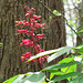 Red buckeye (Aesculus pavia)