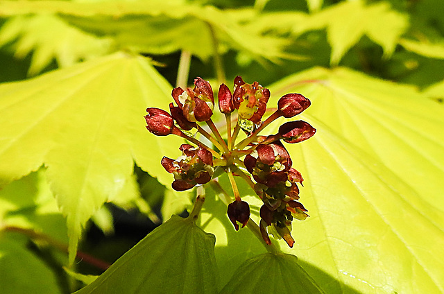 20230512 0090CPw [D~LIP] Gold-Ahorn (Acer shiras 'Aureum'), Bad Salzuflen