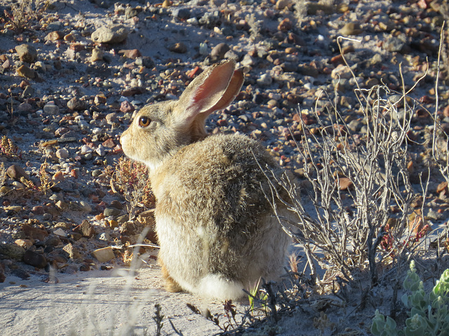 Cottontail