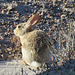 Cottontail