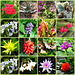 Bilder des Tages - 04.09.2025 - Bot. Garten