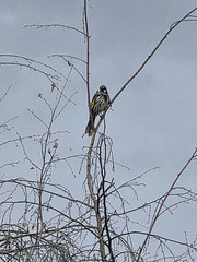 New holland honey eater on a wintry day in spring New holland honey eater on a wintry day in spring