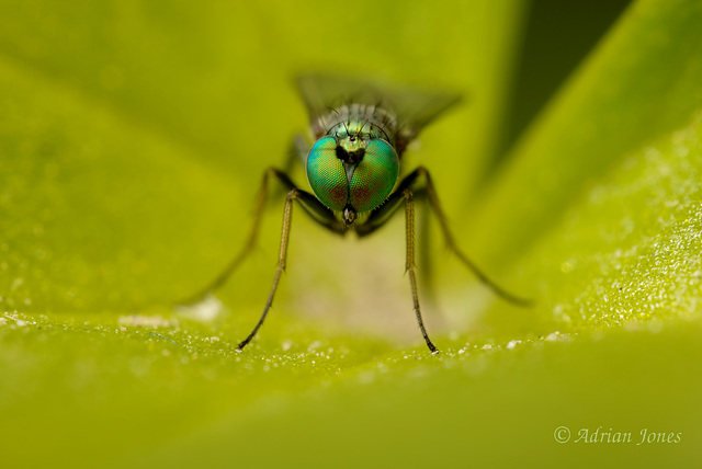 Dolichopodid Fly