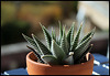 Haworthia limifolia fa striata (4)