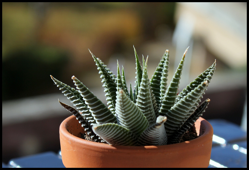 Haworthia limifolia fa striata (4)