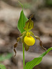 Cypripedium parviflorum var. parviflorum (Small Yellow Lady's-slipper orchid)