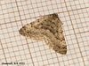 1775 Colostygia multistrigaria (Mottled Grey)