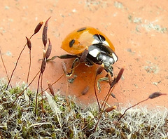 7 Spot Ladybird. Coccinella 7 punctata