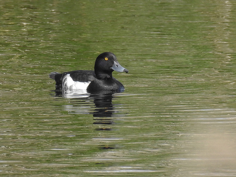 20170615 1883CPw [D~MS] Reiherente (aythya fuligula) [m], Rieselfelder Münster