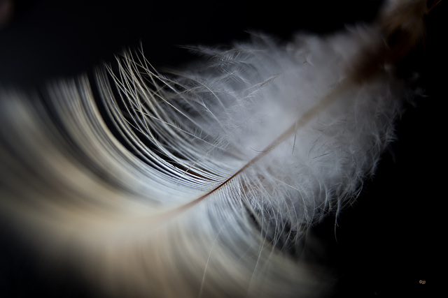 Feather 3